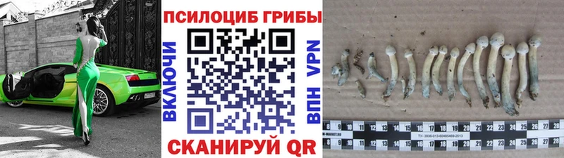 Псилоцибиновые грибы Cubensis Приволжский